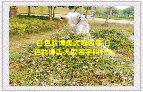 白色的博美犬取名字 白色的博美犬取名字叫什么